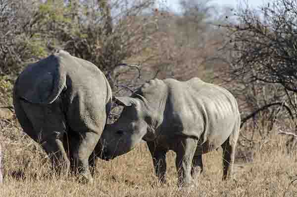 45 - Rinocerontes Blancos - parque nacional Kruger - Sudafrica